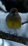 BB 05 0005 / Carduelis chloris / Grønnfink